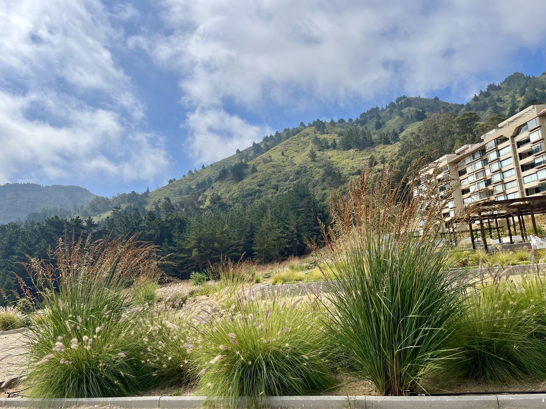 Jardín de gramíneas diseñado por Dardel Paisajismo, con cerro y edificio al fondo