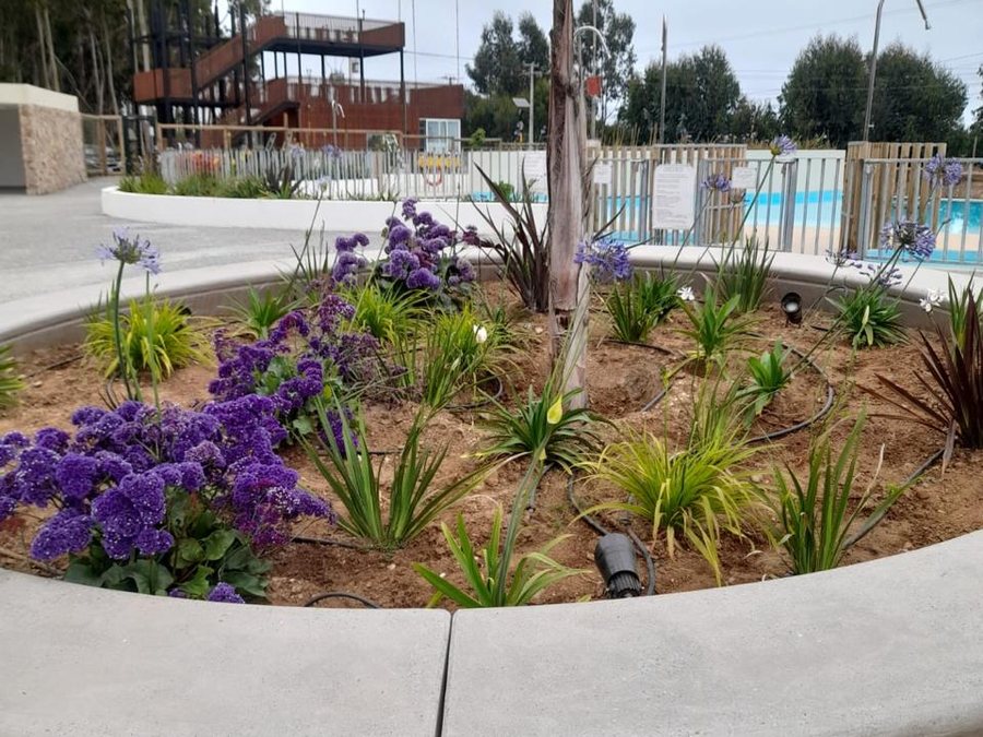 Construcción de jardín costero y colorido en Costa Algarrobo Norte por Dardel Paisajismo