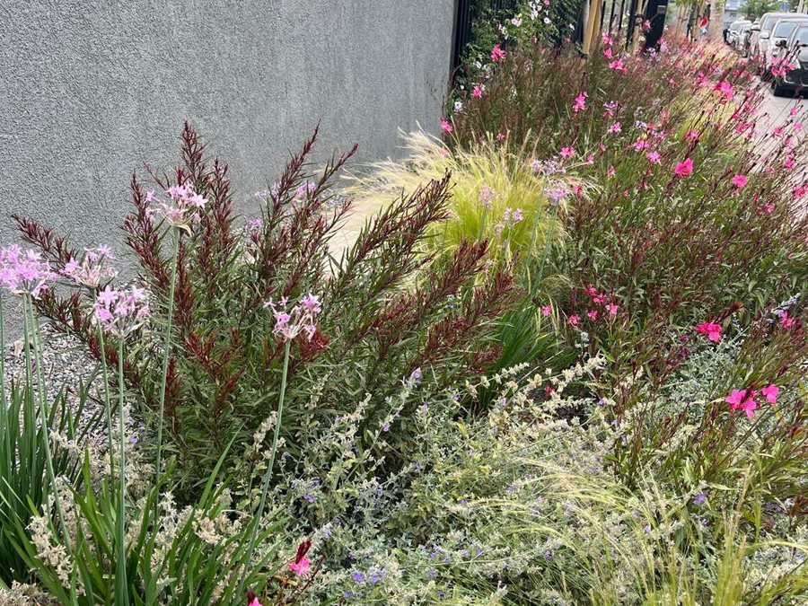 Pradera florida con gauras y gramíneas en Uniq, Vitacura